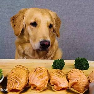 سگ در حال غذا خوردن